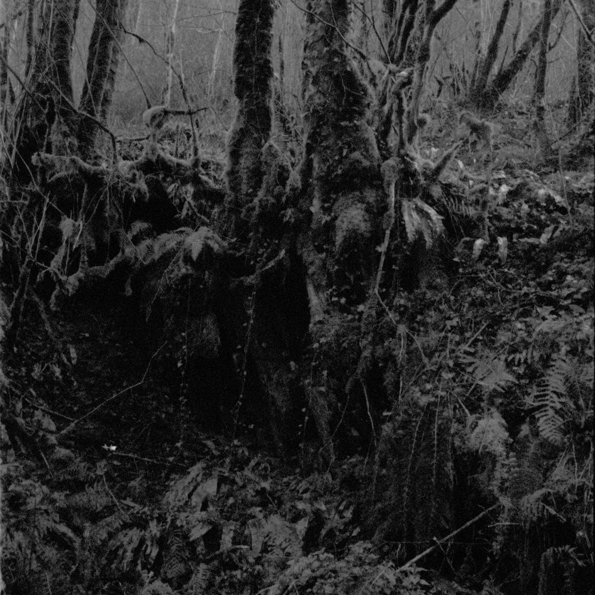 Damian Valles, Sundowning, Digital Album Cover